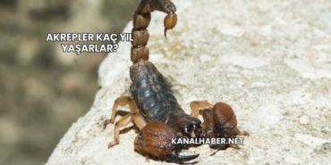 Akrepler Kaç Yıl Yaşarlar?