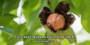 Ceviz Ağacı Budama Şekilleri Nelerdir?