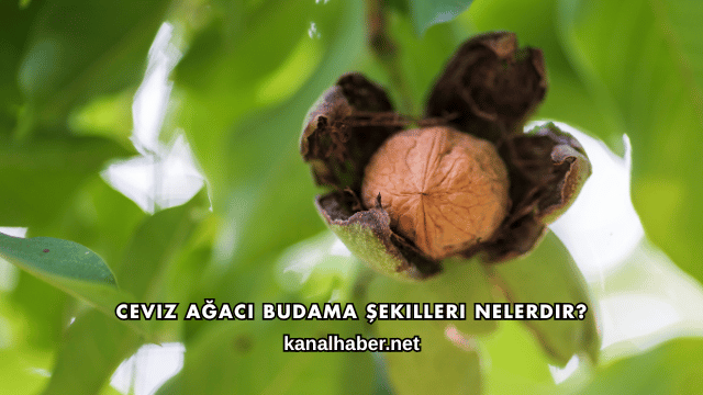 Ceviz Ağacı Budama Şekilleri Nelerdir?