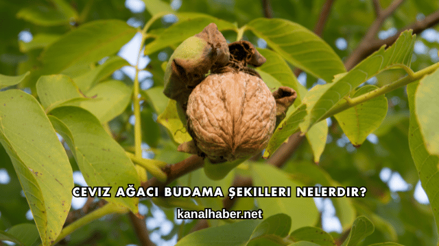 Ceviz Ağacı Budama Şekilleri Nelerdir?