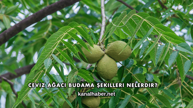 Ceviz Ağacı Budama Şekilleri Nelerdir?