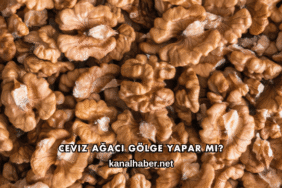 Ceviz Ağacı Gölge Yapar mı?