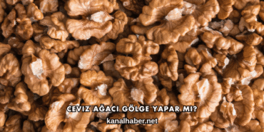 Ceviz Ağacı Gölge Yapar mı?