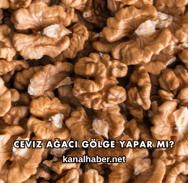 Ceviz Ağacı Gölge Yapar mı?