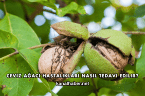 Ceviz Ağacı Hastalıkları Nasıl Tedavi Edilir?