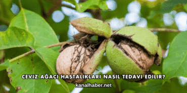 Ceviz Ağacı Hastalıkları Nasıl Tedavi Edilir?