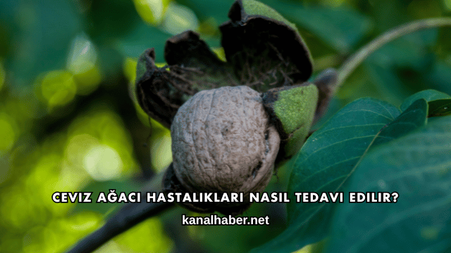Ceviz Ağacı Hastalıkları Nasıl Tedavi Edilir?