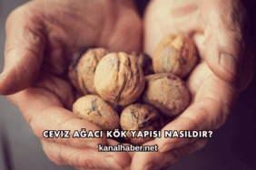 Ceviz Ağacı Kök Yapısı Nasıldır?