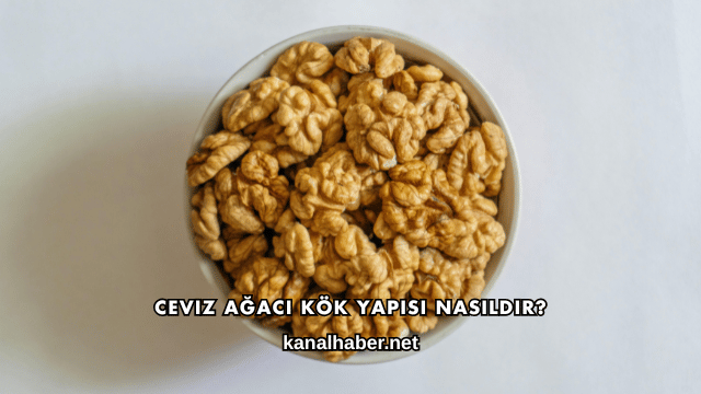 Ceviz Ağacı Kök Yapısı Nasıldır?