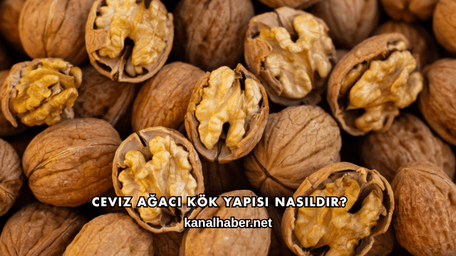 Ceviz Ağacı Kök Yapısı Nasıldır?
