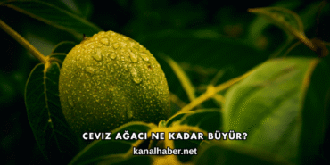 Ceviz Ağacı Ne Kadar Büyür?