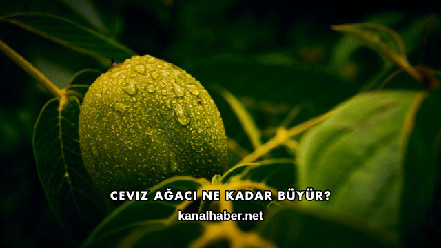 Ceviz Ağacı Ne Kadar Büyür?
