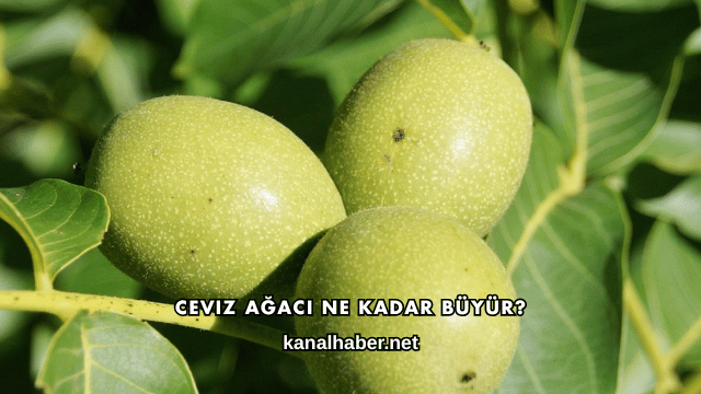 Ceviz Ağacı Ne Kadar Büyür?