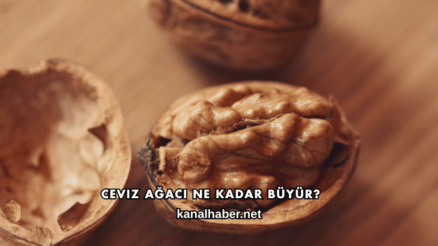 Ceviz Ağacı Ne Kadar Büyür?