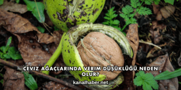 Ceviz Ağaçlarında Verim Düşüklüğü Neden Olur?
