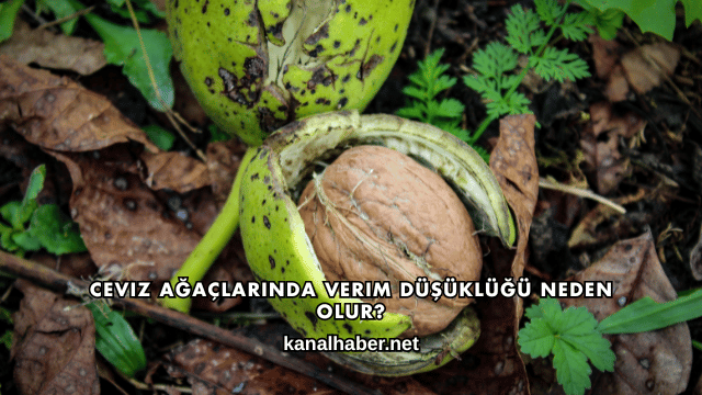 Ceviz Ağaçlarında Verim Düşüklüğü Neden Olur?