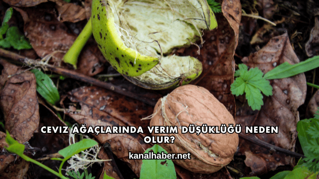Ceviz Ağaçlarında Verim Düşüklüğü Neden Olur?