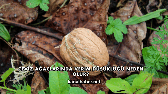 Ceviz Ağaçlarında Verim Düşüklüğü Neden Olur?
