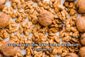 Ceviz Bahçesi İçin Hangi Fidan Seçilmeli?