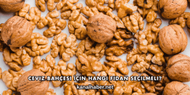 Ceviz Bahçesi İçin Hangi Fidan Seçilmeli?