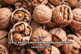Ceviz Bahçesinde Ara Tarım Yapılır mı?