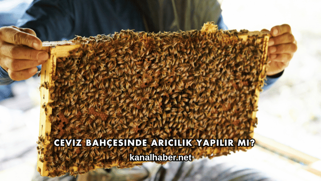 Ceviz Bahçesinde Arıcılık Yapılır mı?