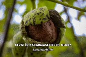 Ceviz İç Kararması Neden Olur?