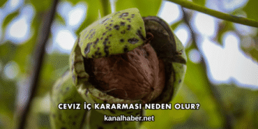 Ceviz İç Kararması Neden Olur?