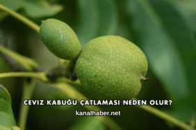 Ceviz Kabuğu Çatlaması Neden Olur?