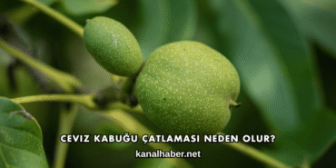 Ceviz Kabuğu Çatlaması Neden Olur?