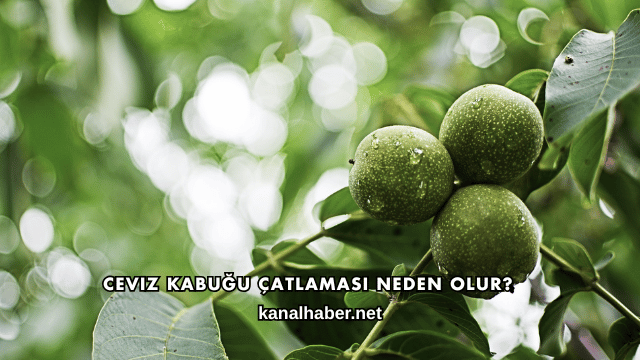 Ceviz Kabuğu Çatlaması Neden Olur?