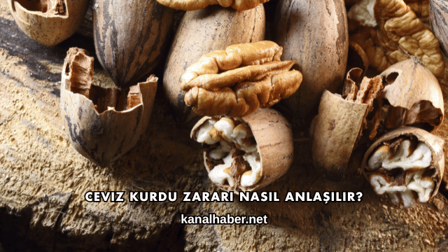 Ceviz Kurdu Zararı Nasıl Anlaşılır?