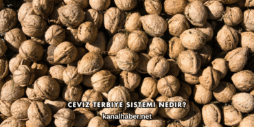 Ceviz Terbiye Sistemi Nedir?
