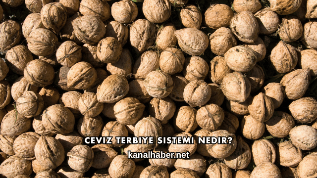 Ceviz Terbiye Sistemi Nedir?