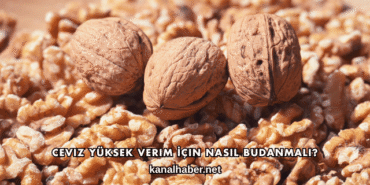 Ceviz Yüksek Verim İçin Nasıl Budanmalı?