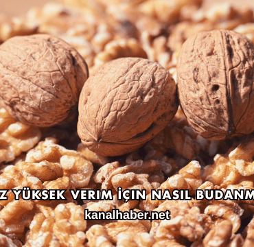Ceviz Yüksek Verim İçin Nasıl Budanmalı?