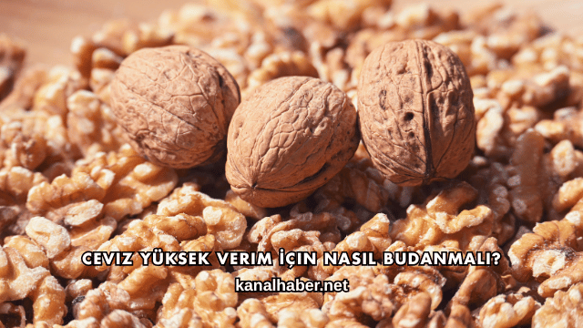 Ceviz Yüksek Verim İçin Nasıl Budanmalı?