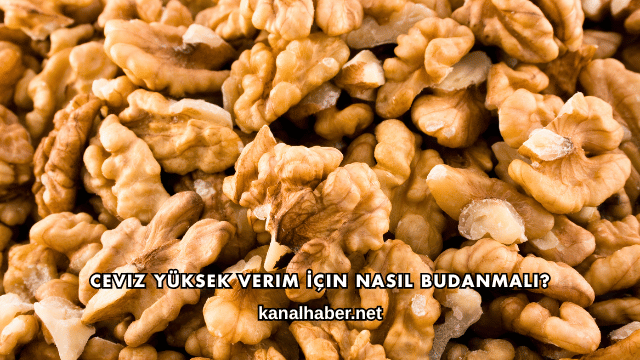 Ceviz Yüksek Verim İçin Nasıl Budanmalı?