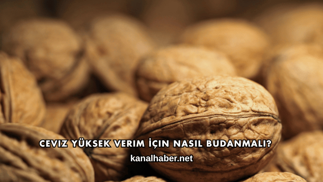 Ceviz Yüksek Verim İçin Nasıl Budanmalı?