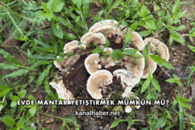 Evde Mantar Yetiştirmek Mümkün mü?