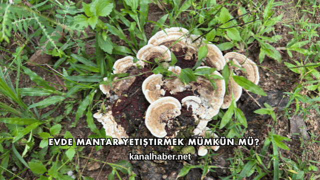 Evde Mantar Yetiştirmek Mümkün mü?