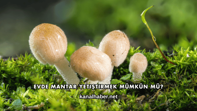 Evde Mantar Yetiştirmek Mümkün mü?