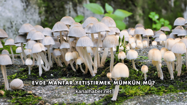 Evde Mantar Yetiştirmek Mümkün mü?