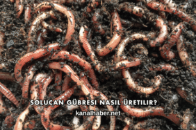 Solucan Gübresi Nasıl Üretilir?