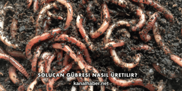 Solucan Gübresi Nasıl Üretilir?